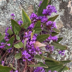 Hardenbergia violacea at Rye Park, NSW - 19 Aug 2024