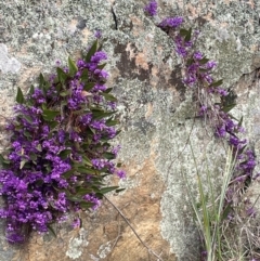 Hardenbergia violacea at Rye Park, NSW - 19 Aug 2024