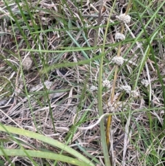 Lomandra multiflora (Many-flowered Matrush) at Rye Park, NSW - 19 Aug 2024 by JaneR