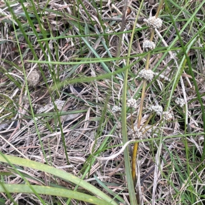 Lomandra multiflora (Many-flowered Matrush) at Rye Park, NSW - 19 Aug 2024 by JaneR