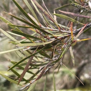 Callistemon sieberi at Rye Park, NSW - 19 Aug 2024 01:26 PM