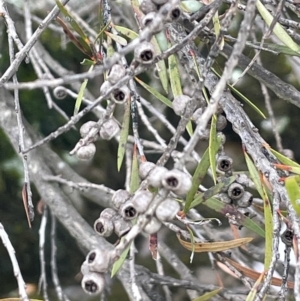 Callistemon sieberi at Rye Park, NSW - 19 Aug 2024 01:26 PM