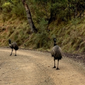 Dromaius novaehollandiae at Uriarra Village, ACT - 19 Aug 2024 09:22 AM