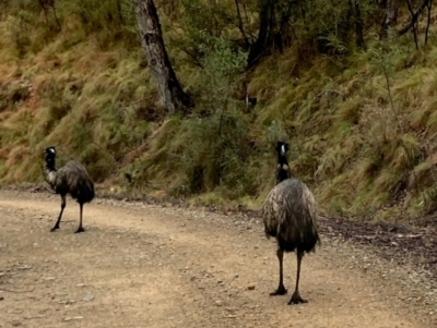 Dromaius novaehollandiae (Emu) at Uriarra Village, ACT - 19 Aug 2024 by mountainsbeyond