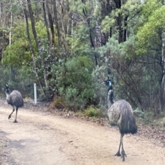 Dromaius novaehollandiae at Uriarra Village, ACT - 19 Aug 2024 09:22 AM