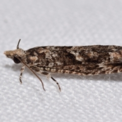 Holocola triangulana (A Tortricid Moth) at Jerrabomberra, NSW - 19 Aug 2024 by DianneClarke