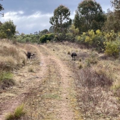 Dromaius novaehollandiae (Emu) at Uriarra Village, ACT - 19 Aug 2024 by mountainsbeyond