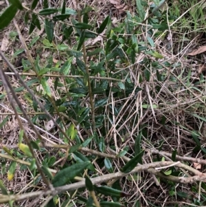 Olea europaea subsp. cuspidata at Hackett, ACT - 18 Aug 2024