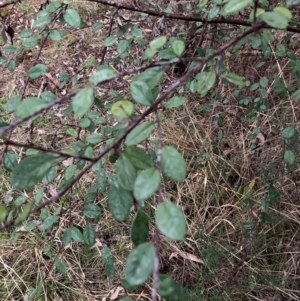 Cotoneaster pannosus at Hackett, ACT - 18 Aug 2024