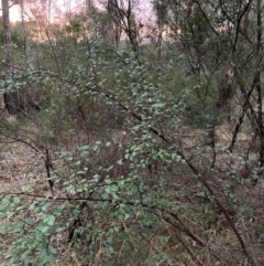 Cotoneaster pannosus at Hackett, ACT - 18 Aug 2024