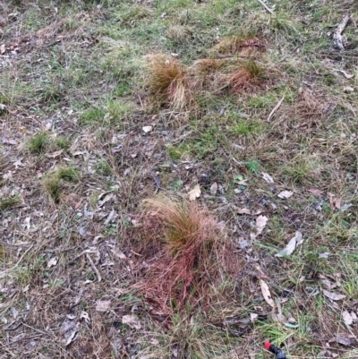 Nassella trichotoma (Serrated Tussock) at Watson, ACT - 19 Aug 2024 by waltraud