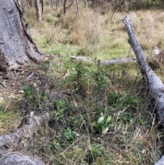 Echium plantagineum at Watson, ACT - 19 Aug 2024