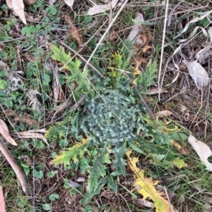 Cirsium vulgare at Watson, ACT - 19 Aug 2024 12:36 PM