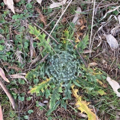 Cirsium vulgare (Spear Thistle) at Watson, ACT - 19 Aug 2024 by waltraud