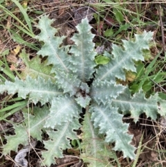 Onopordum acanthium (Scotch Thistle) at Watson, ACT - 19 Aug 2024 by waltraud