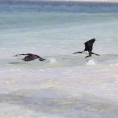 Phalacrocorax varius at Houtman Abrolhos, WA - 16 Apr 2024 03:01 PM