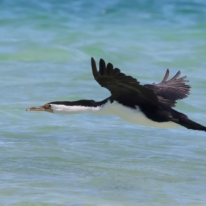 Phalacrocorax varius at Houtman Abrolhos, WA - 16 Apr 2024