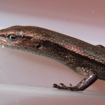 Lampropholis delicata (Delicate Skink) at Narrabundah, ACT - 12 Aug 2024 by RobParnell