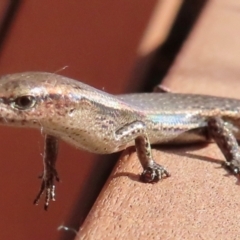 Lampropholis delicata at Narrabundah, ACT - 12 Aug 2024