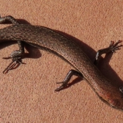 Lampropholis delicata at Narrabundah, ACT - 12 Aug 2024