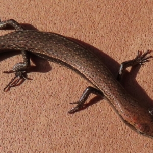 Lampropholis delicata at Narrabundah, ACT - 12 Aug 2024