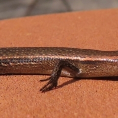 Lampropholis delicata at Narrabundah, ACT - 12 Aug 2024