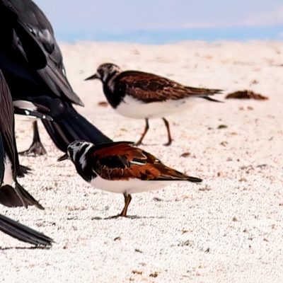 Arenaria interpres (Ruddy Turnstone) at Houtman Abrolhos, WA - 16 Apr 2024 by jb2602