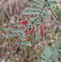 Austroacacidiplosis botrycephalae (A Gall Midge) at Uriarra Village, ACT - 19 Aug 2024 by Jackoserbatoio