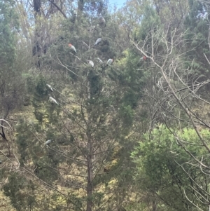 Callocephalon fimbriatum at Uriarra Village, ACT - suppressed