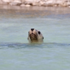 Neophoca cinerea (Australian sea-lion) at Houtman Abrolhos, WA - 16 Apr 2024 by jb2602