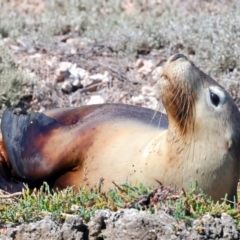 Neophoca cinerea at Houtman Abrolhos, WA - 16 Apr 2024