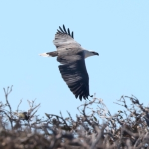 Haliaeetus leucogaster at Meru, WA - 16 Apr 2024 04:01 PM