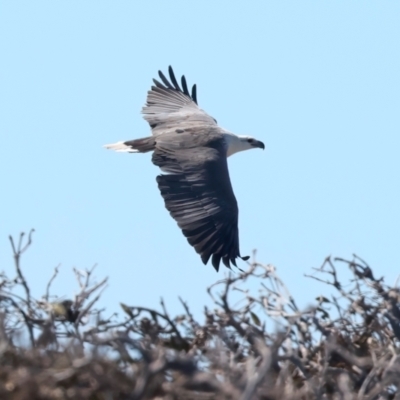 Haliaeetus leucogaster (White-bellied Sea-Eagle) at Meru, WA - 16 Apr 2024 by jb2602