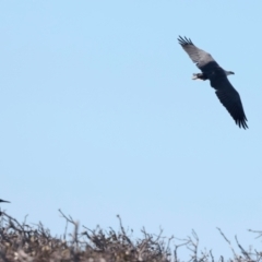 Haliaeetus leucogaster at Meru, WA - 16 Apr 2024 04:01 PM