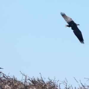 Haliaeetus leucogaster at Meru, WA - 16 Apr 2024 04:01 PM