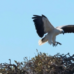 Haliaeetus leucogaster at Meru, WA - 16 Apr 2024