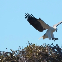 Haliaeetus leucogaster at Meru, WA - 16 Apr 2024