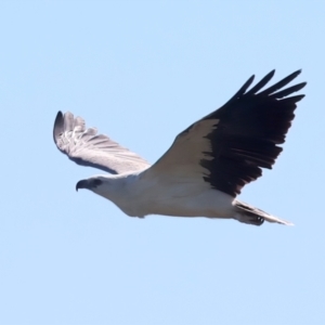 Haliaeetus leucogaster at Meru, WA - 16 Apr 2024