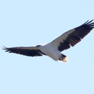 Haliaeetus leucogaster at Meru, WA - 16 Apr 2024