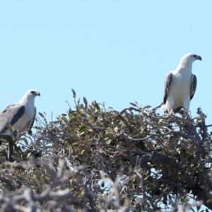 Haliaeetus leucogaster at Meru, WA - 16 Apr 2024