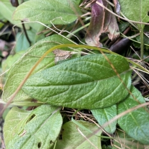 Prunella vulgaris at Tennent, ACT - 10 Aug 2024