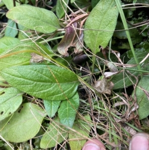 Prunella vulgaris at Tennent, ACT - 10 Aug 2024