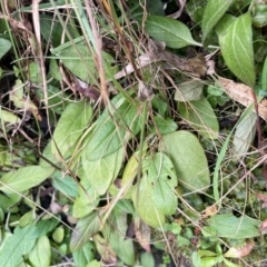 Prunella vulgaris at Tennent, ACT - 10 Aug 2024