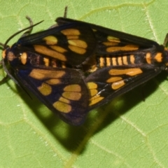 Unidentified Tiger moth (Arctiinae) at Sheldon, QLD - 7 Feb 2024 by PJH123