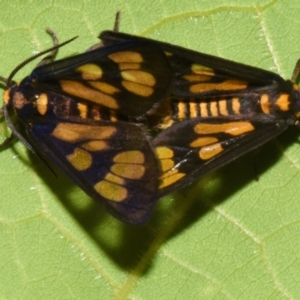 Eressa geographica at Sheldon, QLD - suppressed