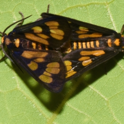 Unidentified Tiger moth (Arctiinae) at Sheldon, QLD - 7 Feb 2024 by PJH123