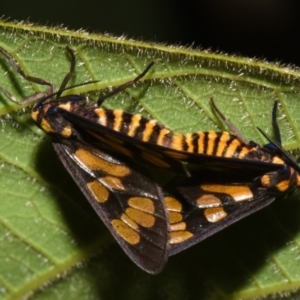 Eressa geographica at Sheldon, QLD - suppressed
