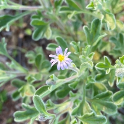 Vittadinia sulcata (Furrowed New Holland Daisy) at Mutawintji, NSW - 27 Jun 2024 by Tapirlord