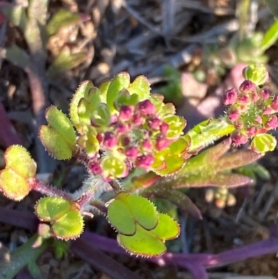 Lepidium oxytrichum (Green Peppercress) at Mutawintji, NSW - 27 Jun 2024 by Tapirlord