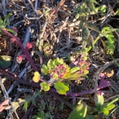 Lepidium oxytrichum at Mutawintji, NSW - 27 Jun 2024